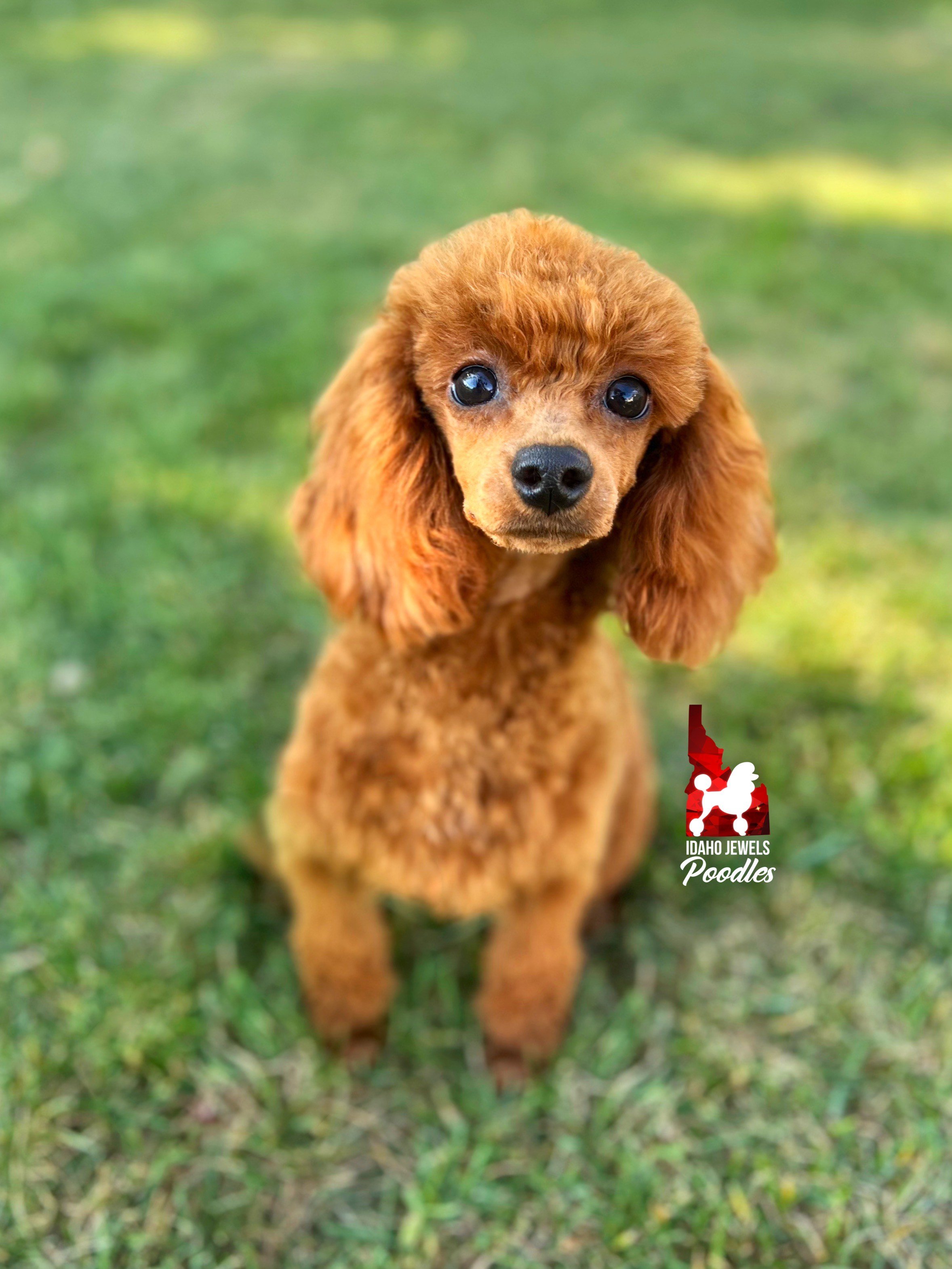 Idaho Jewels Poodles — Meet Zelda